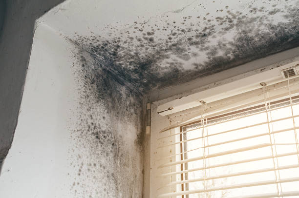 Affordable Attic Mold Removal solutions in Lodi, NJ