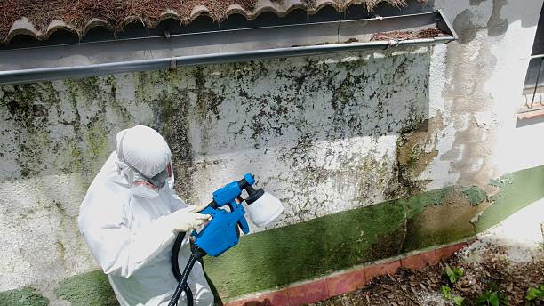 Top rated local Attic Mold Removal specialists in Lodi, NJ